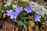 51 Erba trinita (Hepatica nobilis)